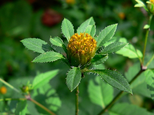 {Bidens frondosa}